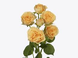 Pink Roses
